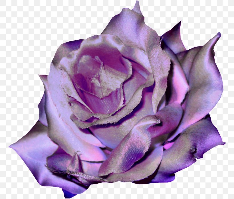 Garden Roses Violet Flower Clip Art, PNG, 767x698px, Garden Roses, Centifolia Roses, Cut Flowers, Floribunda, Flower Download Free