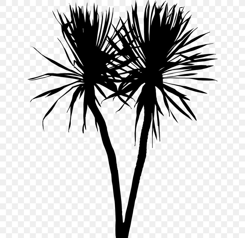 Asian Palmyra Palm Palm Trees Leaf Plant Stem Flower, PNG, 636x796px, Asian Palmyra Palm, Arecales, Blackandwhite, Borassus, Flower Download Free