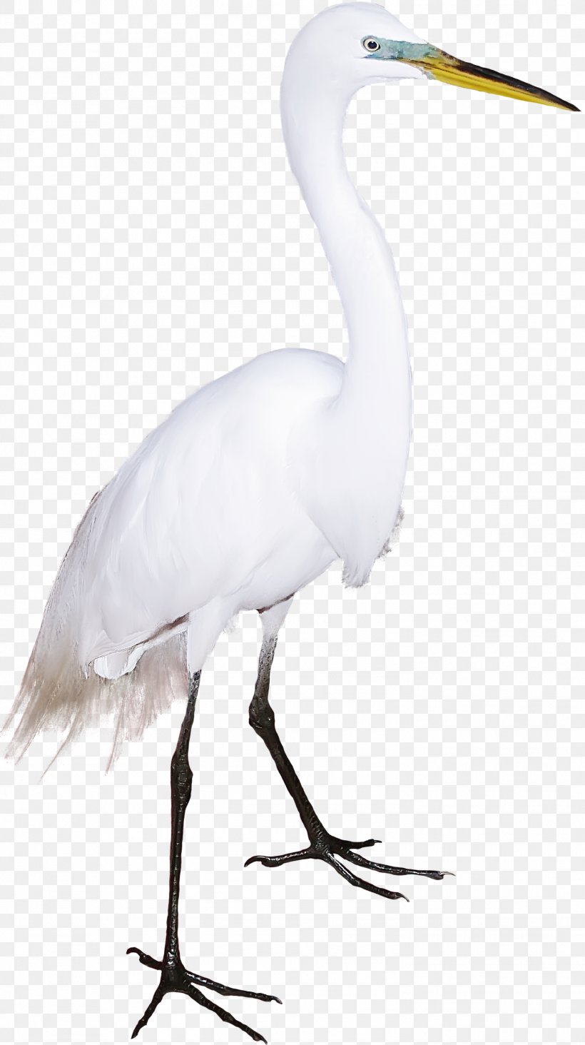 Great Egret Bird Crane Cygnini Flamingos, PNG, 1497x2674px, Great Egret, Ardea, Beak, Bird, Ciconia Download Free