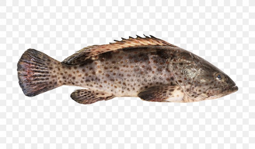 Orange-spotted Grouper Hamour Giant Grouper Fish, PNG, 1056x616px, Grouper, Bluespotted Grouper, Bony Fish, Cod, Coral Reef Download Free