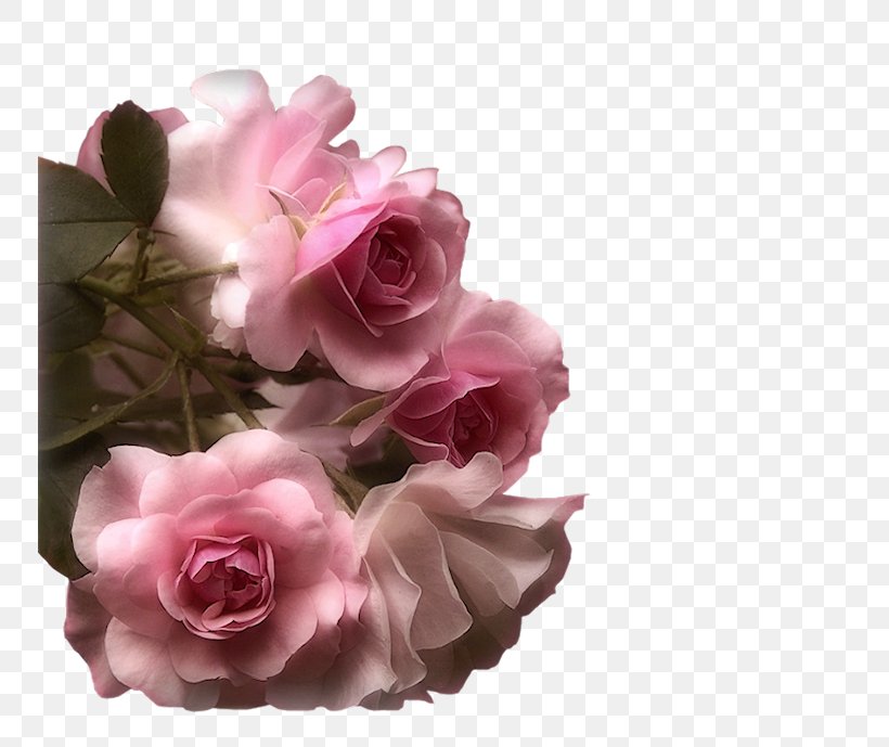 Rose Pink Flowers Pink Flowers Wallpaper, PNG, 750x689px, Rose, Artificial Flower, Blossom, Cut Flowers, Display Resolution Download Free