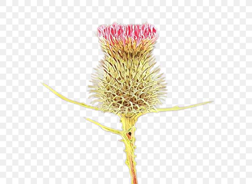 Flower Plant Teasel Pink Thistle, PNG, 600x600px, Flower, Burdock, Pink, Plant, Pollen Download Free