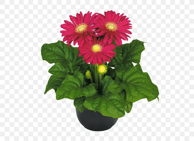 Transvaal Daisy Daisy Family Cut Flowers Chrysanthemum MIDI, PNG, 600x600px, Transvaal Daisy, Annual Plant, Aster, Chrysanthemum, Chrysanths Download Free