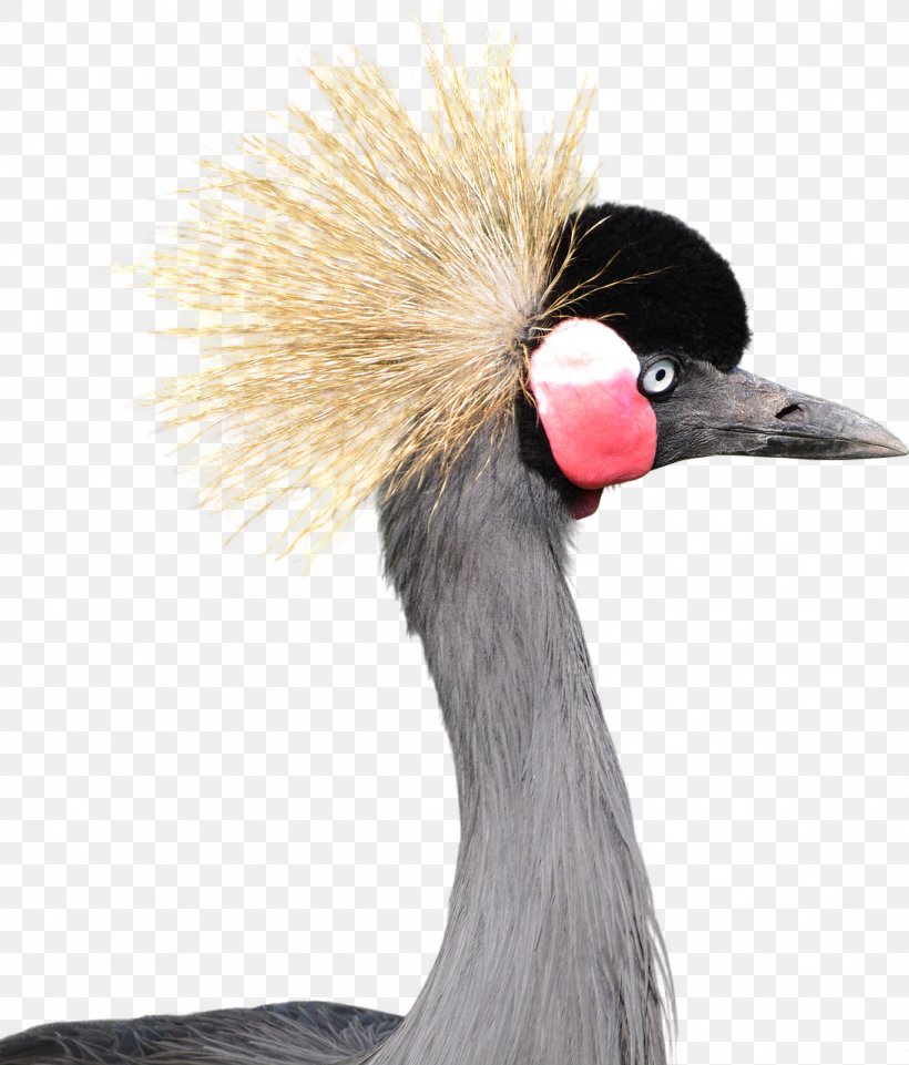 Bird Grey Crowned Crane Download, PNG, 1092x1280px, Bird, Balearica, Beak, Black Crowned Crane, Crane Download Free