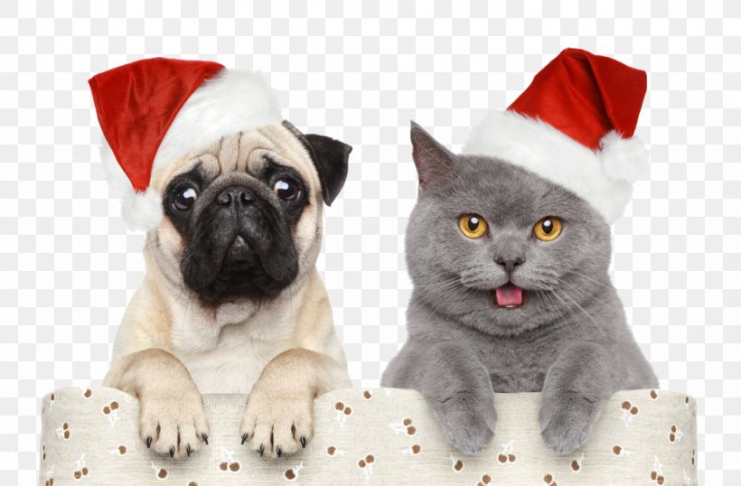 Cat Dog Santa Claus Christmas Pet, PNG, 923x606px, Dog, Carnivoran, Cat, Cat Like Mammal, Christmas Download Free