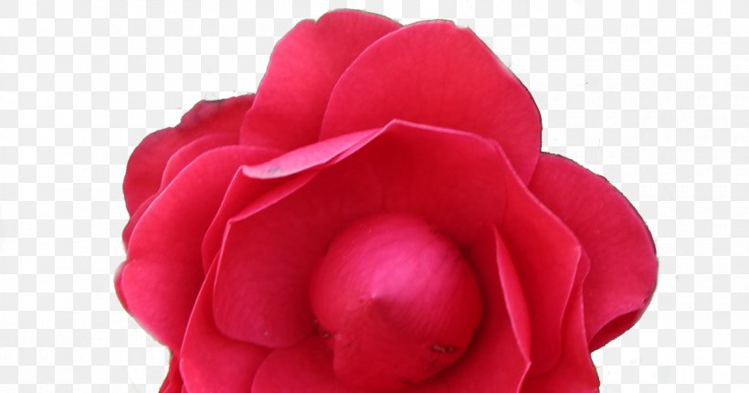 Garden Roses Cut Flowers Petal, PNG, 1200x630px, Garden Roses, Close Up, Closeup, Cut Flowers, Flower Download Free