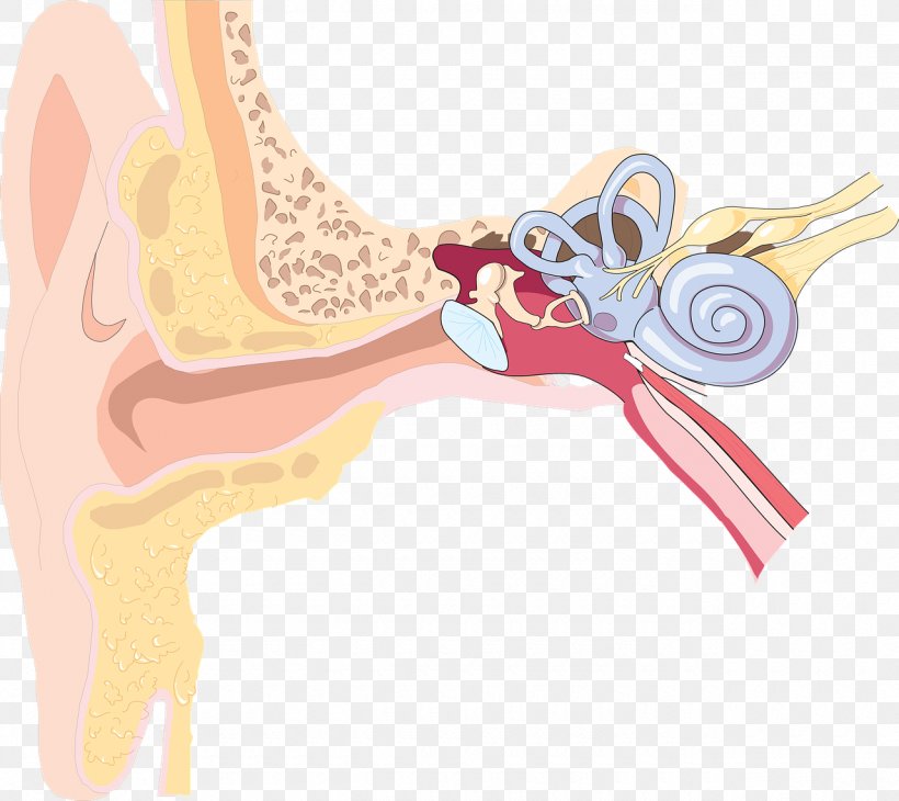 Outer Ear Inner Ear Hearing Loss Anatomy, PNG, 1280x1140px, Watercolor, Cartoon, Flower, Frame, Heart Download Free