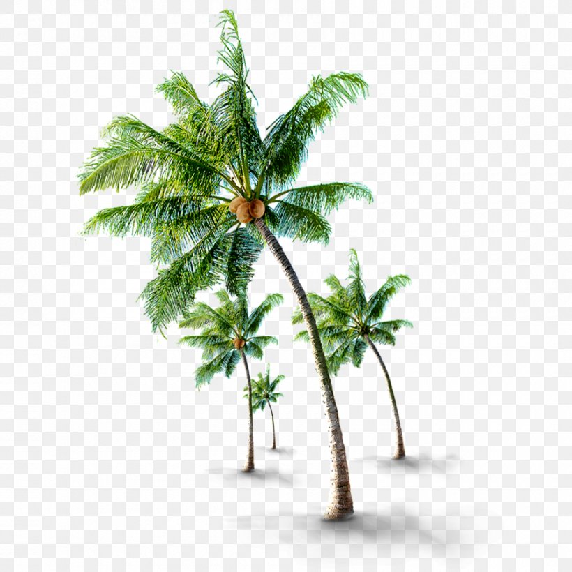 Tree If(we), PNG, 900x900px, Coconut, Arecaceae, Arecales, Coreldraw, Edaha Download Free