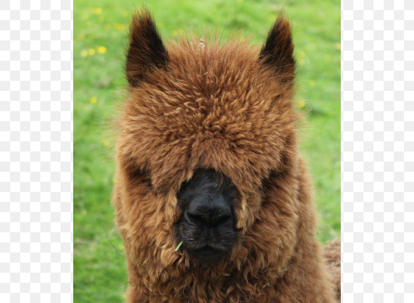 Alpaca Llama Dog Breed Snout, PNG, 800x600px, Alpaca, Animal, Breed, Camel Like Mammal, Dog Download Free