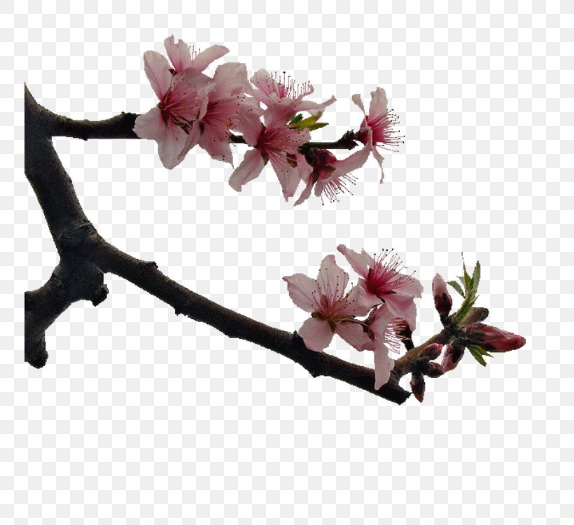 Cherry Blossom Peach Blossom Google Images, PNG, 750x750px, Cherry Blossom, Blossom, Book, Branch, Flower Download Free