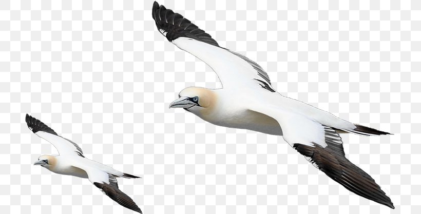 European Herring Gull Bird, PNG, 721x417px, European Herring Gull, Albatross, Beak, Bird, Charadriiformes Download Free