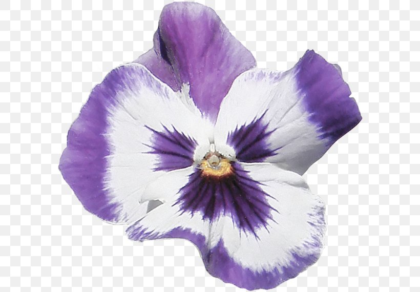 Pansy Violet Dahlia Flower Petal, PNG, 600x570px, Pansy, Dahlia, Flower, Flowering Plant, Iris Download Free