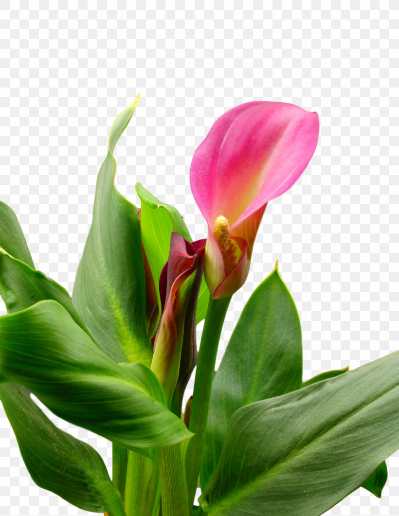 Plant Stem Cut Flowers Bud Canna Lily Of The Incas, PNG, 1200x1554px, Plant Stem, Arum Lilies, Biology, Bud, Canna Download Free