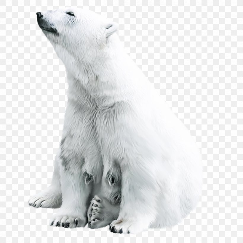 Polar Bear Animal Tiger, PNG, 2400x2400px, Watercolor, Cartoon, Flower, Frame, Heart Download Free