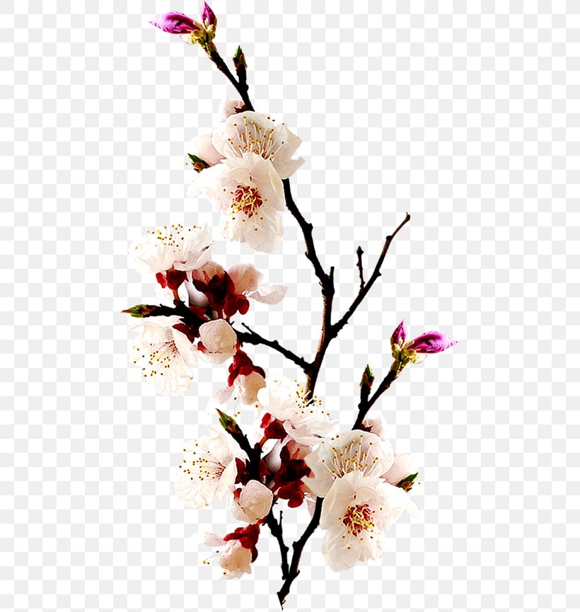 Vase Picture Frame Flower, PNG, 482x865px, Vase, Artificial Flower, Blossom, Branch, Ceramic Download Free