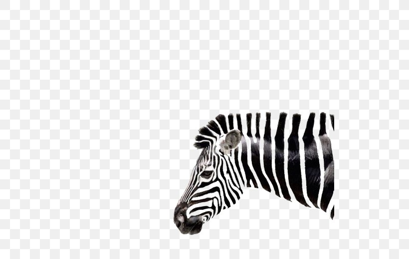 Zebra Drawing Art, PNG, 520x520px, Zebra, Animal, Art, Black, Black And White Download Free