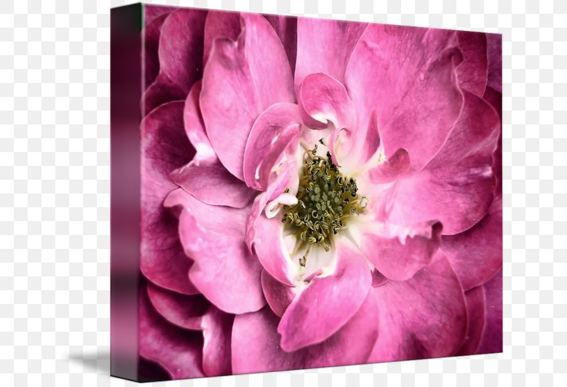 Cabbage Rose Petal Pink Flower Art, PNG, 650x560px, Cabbage Rose, Anemone, Art, Blossom, Dahlia Download Free