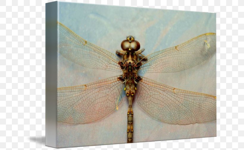 Dragonfly, PNG, 650x506px, Dragonfly, Arthropod, Dragonflies And Damseflies, Insect, Invertebrate Download Free