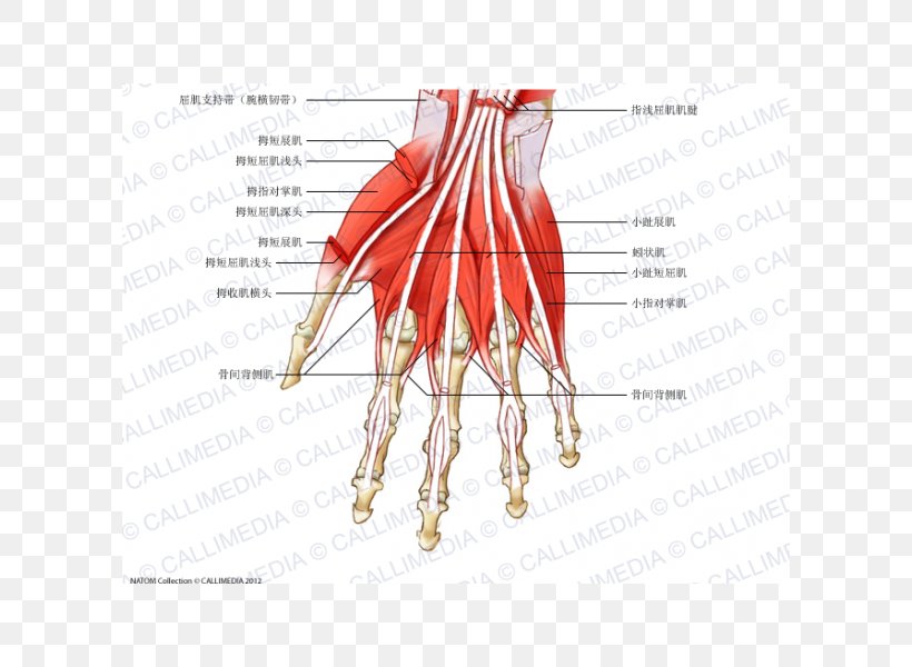 Finger Muscle Dorsal Interossei Of The Hand Muscular System, PNG, 600x600px, Watercolor, Cartoon, Flower, Frame, Heart Download Free