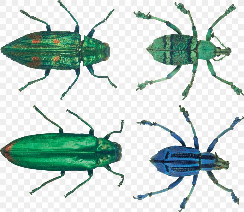 Insect Biochemistry And Molecular Biology Hexapoda Invertebrate Exoskeleton, PNG, 3469x3014px, Beetle, Arthropod, Fauna, Fly, Insect Download Free