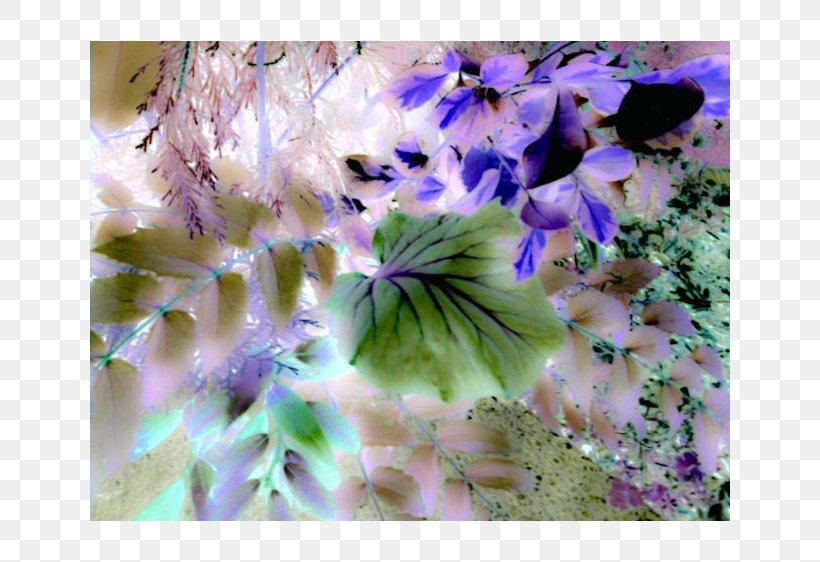 Lilac Violet Purple Flower Desktop Wallpaper, PNG, 640x562px, Lilac, Anemone, Computer, Family, Flower Download Free