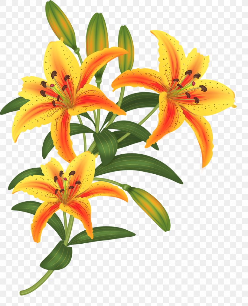 Orange Lily Drawing Flower Paper Painting, PNG, 855x1055px, Orange Lily, Cut Flowers, Daylily, Drawing, Fleurdelis Download Free