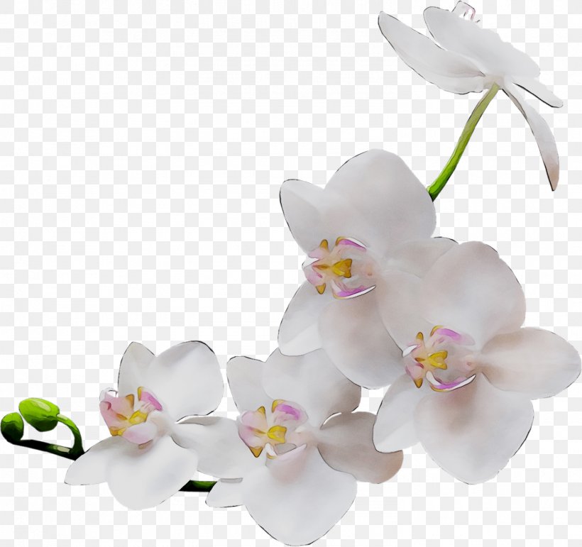 Orchids Clip Art Image Photography, PNG, 1495x1407px, Orchids, Artificial Flower, Blossom, Branch, Cattleya Download Free