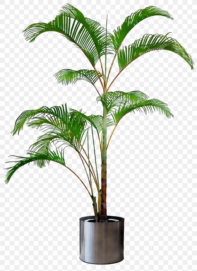 Babassu Tree Plants Shrub Design, PNG, 1193x1637px, Babassu, Arecales, Art, Attalea, Botany Download Free