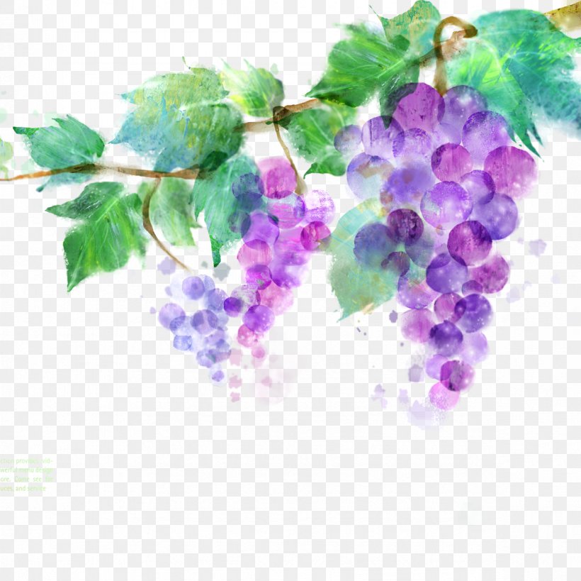 Common Grape Vine Vitis Amurensis Ink Wash Painting Purple, PNG, 1181x1181px, Common Grape Vine, Art, Auglis, Branch, Chinese Painting Download Free
