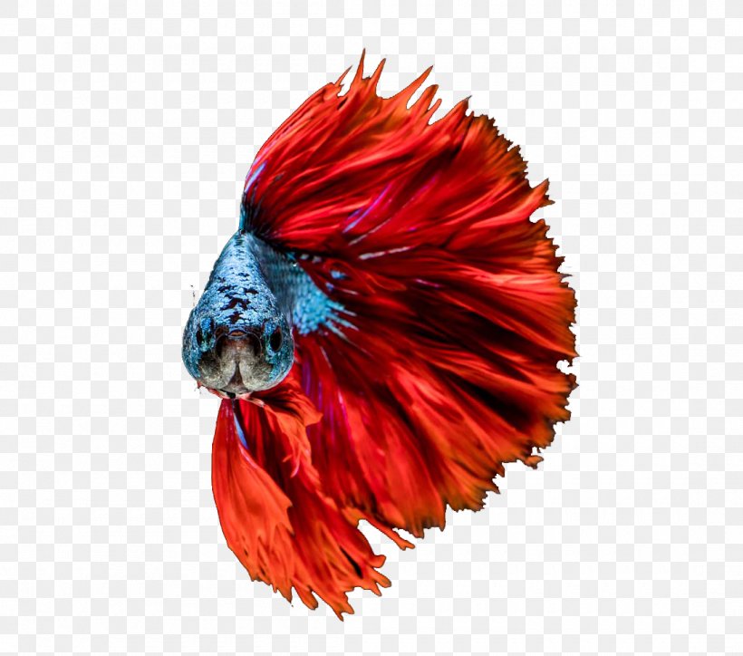 Goldfish Red Aquarium, PNG, 1100x972px, Goldfish, Aquarium, Beak, Chicken, Color Download Free