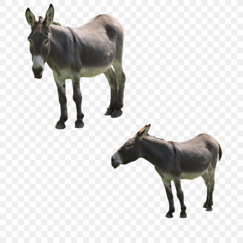Mule Horse Mare Pack Animal, PNG, 894x894px, Mule, Animal, Deviantart, Donkey, Fauna Download Free
