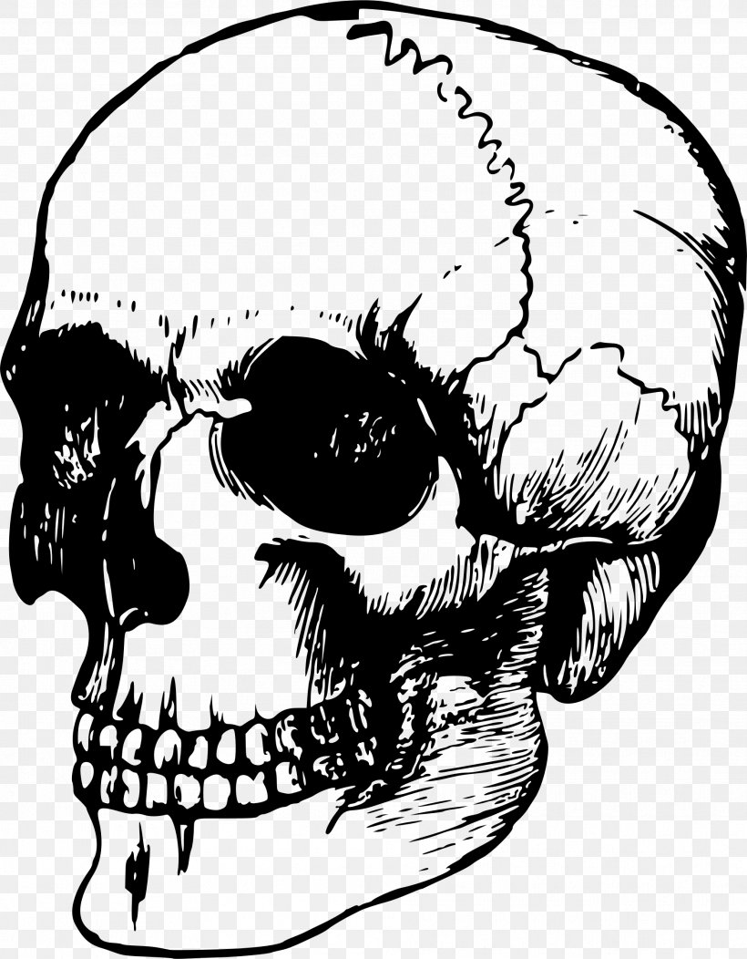 Skull Bone Human Skeleton Anatomy, PNG, 1869x2400px, Watercolor, Cartoon, Flower, Frame, Heart Download Free