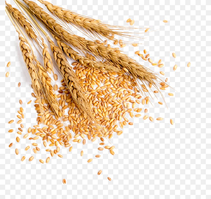 Wheat Grauds Bread, PNG, 780x776px, Wheat, Avena, Barley, Bran, Bread Download Free