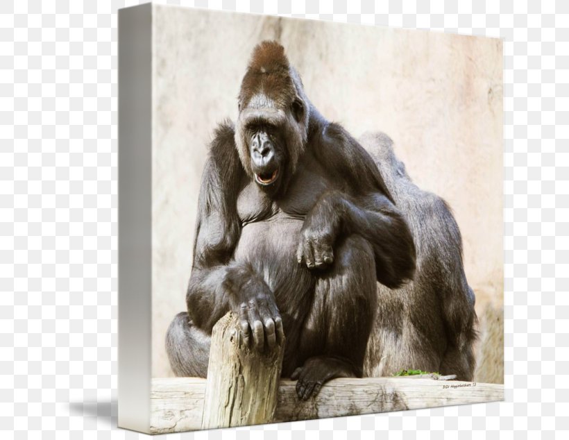 Common Chimpanzee Western Gorilla Monkey Canvas Print, PNG, 650x634px, Common Chimpanzee, Animal, Canvas, Canvas Print, Chimpanzee Download Free