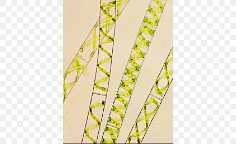Green Algae Water Silk Chlorella Unicellular Organism, PNG, 500x500px, Algae, Arthrospira Platensis, Biological Value, Biology, Bluegreen Bacteria Download Free