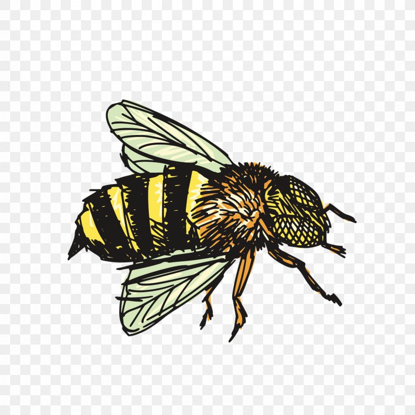 Insect Bee Drawing Clip Art, PNG, 2362x2362px, Insect, Arthropod, Bee, Cartoon, Drawing Download Free