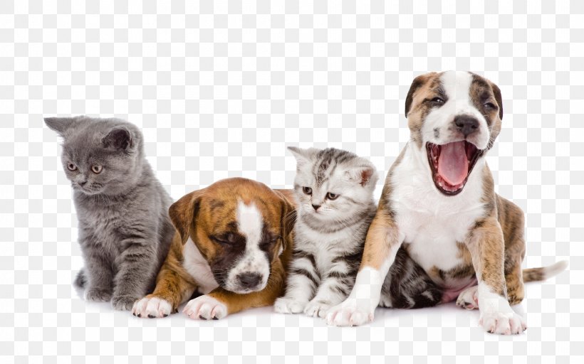 Kitten Dog Kennel Disinfectants Cattery, PNG, 1920x1200px, Kitten, Artificial Turf, Carnivoran, Cat, Cat Like Mammal Download Free
