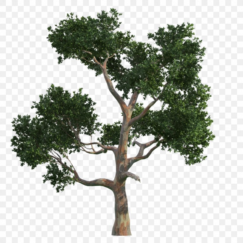 Tree Gratis Vecteur, PNG, 1024x1024px, Tree, Branch, Evergreen, Free Software, Google Images Download Free