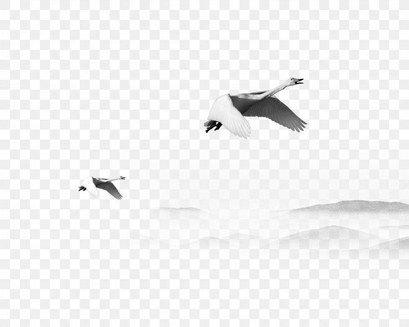 White Bird Beak Pattern, PNG, 3267x2615px, White, Beak, Bird, Black, Black And White Download Free