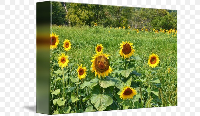 Common Sunflower Sunflower Seed Meadow Wildflower Annual Plant, PNG, 650x478px, Common Sunflower, Annual Plant, Daisy Family, Field, Flower Download Free