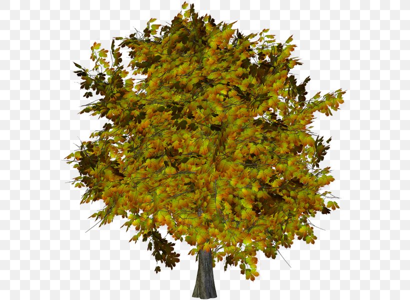 Ginkgo Biloba Plane Trees Deciduous 0, PNG, 600x600px, Ginkgo Biloba, Branch, Branching, Deciduous, Leaf Download Free
