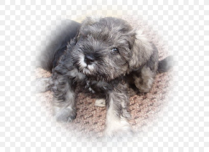 Miniature Schnauzer Schnoodle Standard Schnauzer Glen Tibetan Terrier, PNG, 600x600px, Miniature Schnauzer, Bolonka, Breed, Carnivoran, Companion Dog Download Free