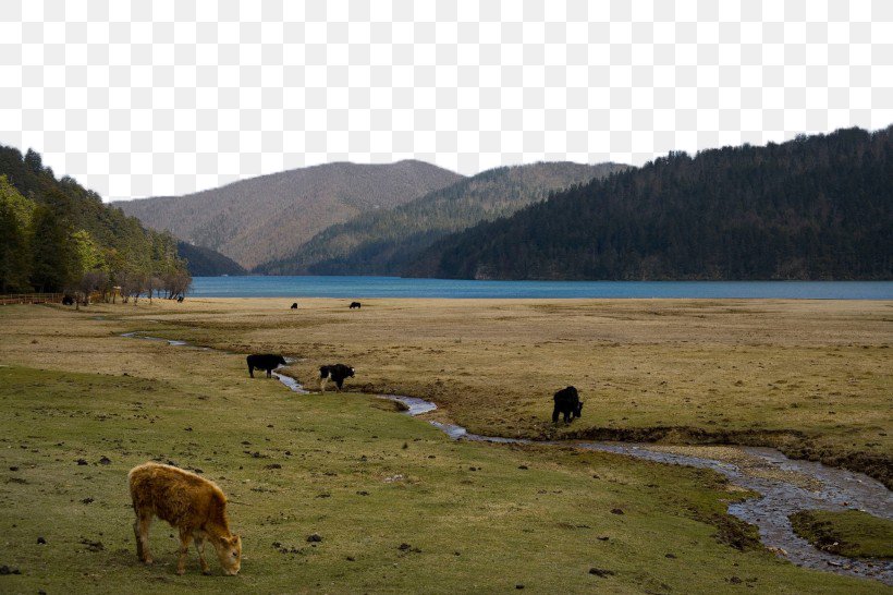 Potatso National Park Dxeaqxean County Lijiang U767du6c34u53f0 Shangri-La City, PNG, 820x546px, Potatso National Park, Cattle Like Mammal, China, Dxeaqxean County, Ecoregion Download Free