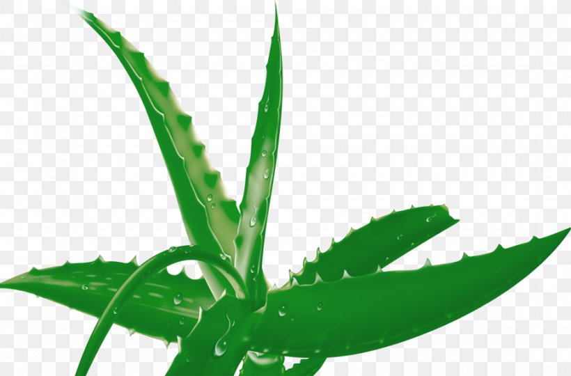 Aloe Vera Clip Art, PNG, 920x606px, Aloe Vera, Aloe, Flowering Plant, Gel, Grass Download Free