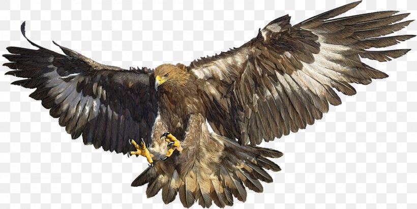 Bald Eagle White-tailed Eagle Bird Golden Eagle, PNG, 1600x802px, Bald Eagle, Accipitriformes, Animal, Beak, Bird Download Free