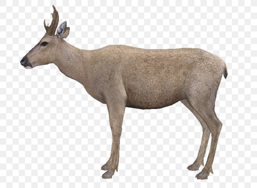 Elk White-tailed Deer Musk Deers Reindeer Antelope, PNG, 749x598px, Elk, Animal, Antelope, Antler, Cattle Download Free