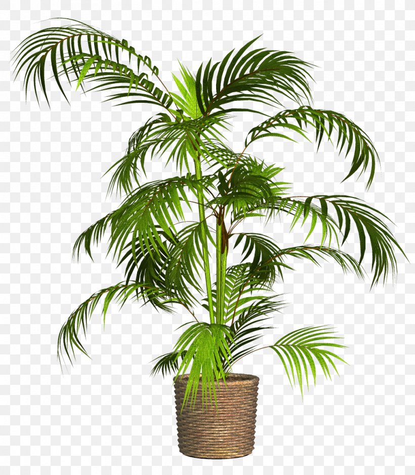 Plants Palm Trees Flowerpot, PNG, 1014x1160px, Plants, Arecales, Asian Palmyra Palm, Babassu, Bonsai Download Free