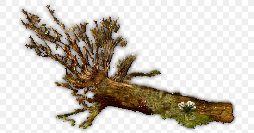 Twig Wood Tree Branch Trunk, PNG, 719x430px, Twig, Branch, Fallen, Fuel, Lumber Download Free