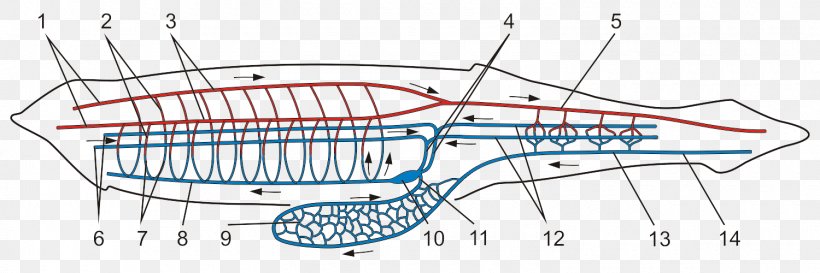 Vertebrate Lancelet Cephalochordata Branchiostoma Lanceolatum Circulatory System, PNG, 1500x500px, Vertebrate, Animal, Anterior Cardinal Vein, Area, Biology Download Free