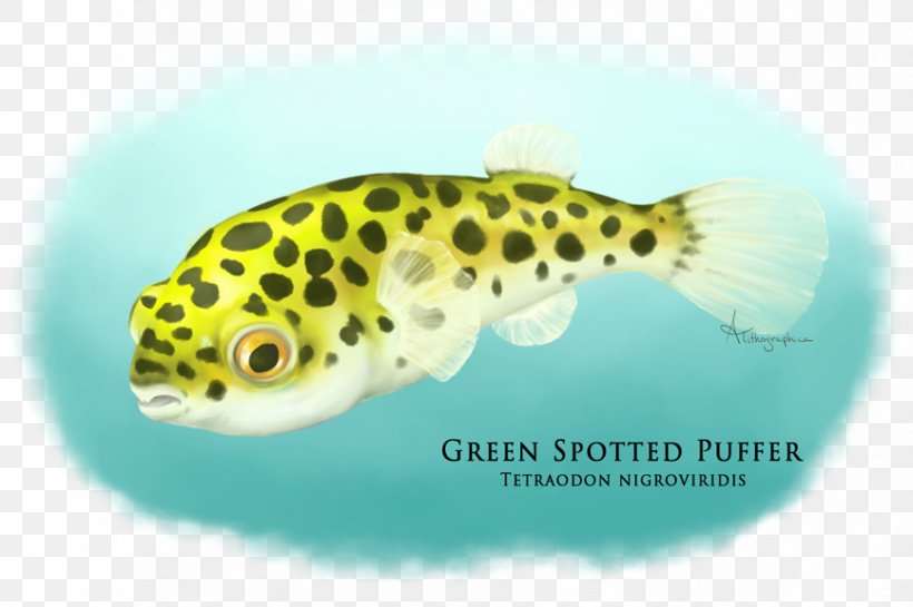 Fugu Dichotomyctere Nigroviridis Fahaka Pufferfish Green Spotted Puffer Aquarium, PNG, 867x577px, Fugu, Aquarium, Demersal Fish, Fahaka Pufferfish, Fauna Download Free